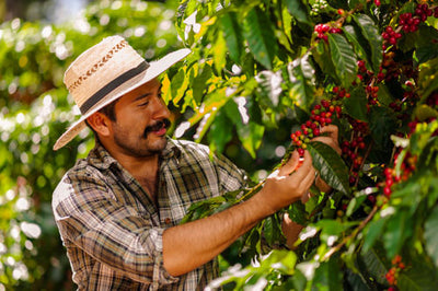 Farmer picking Honduran Café Oro coffee beans