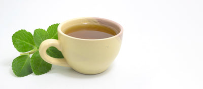 Boldo tea. Natural and medicinal tea. Fresh green plant.