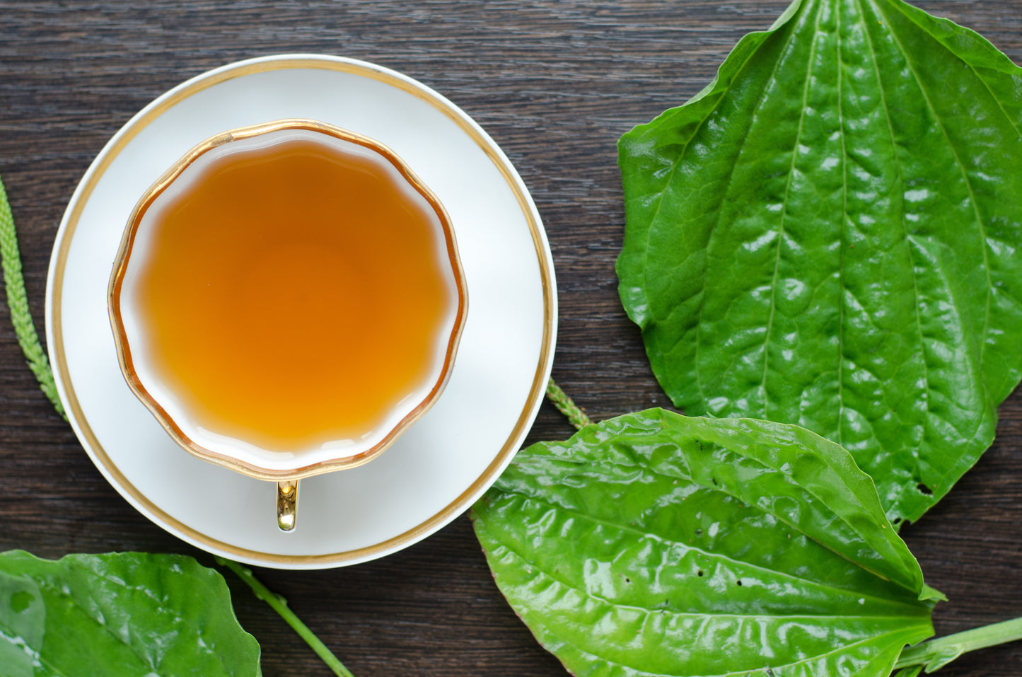 herbal plantain tea in a porcelain Cup on a dark wooden background