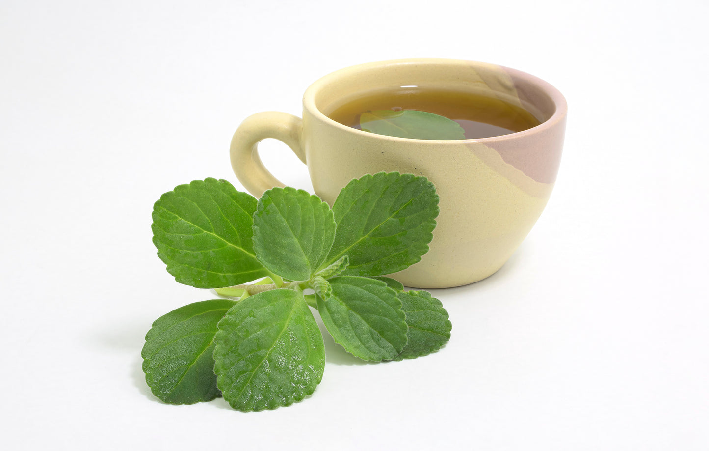 Cup of baldo tea, Fresh green plant. Boldo leaf inside the beverage.